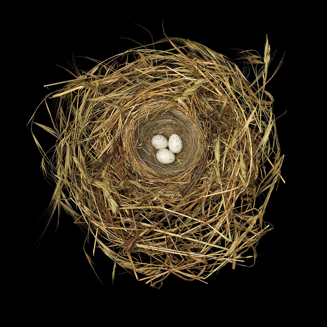 Cuban Emerald, Chlorostilbon ricordii   2008