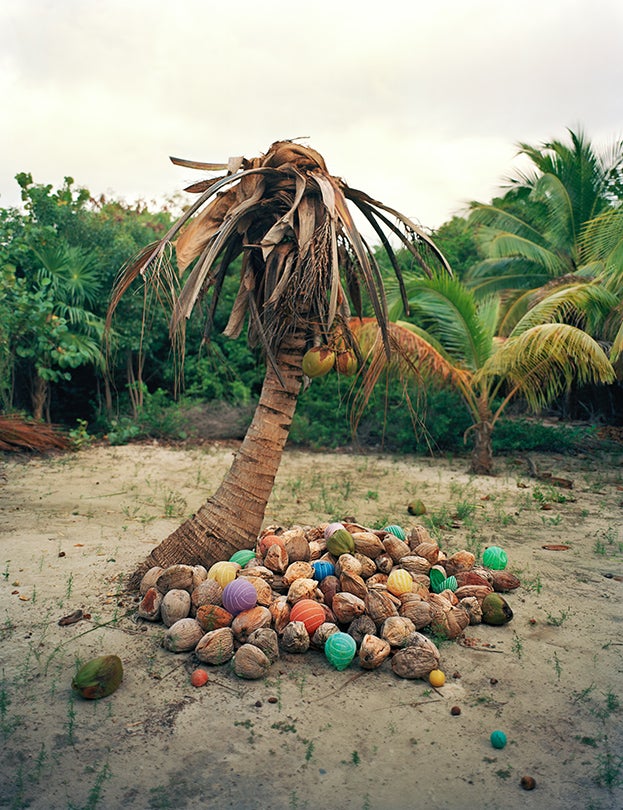 Cocos (Coconuts)  2011  by Alejandro Durán (b. 1974)