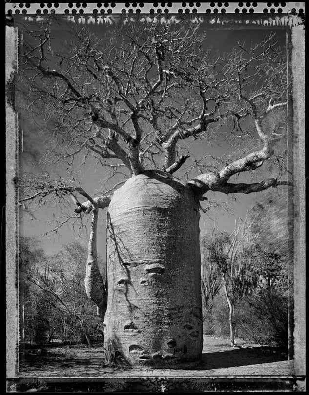 Baobab, Tree of Generations #21, Madagascar  