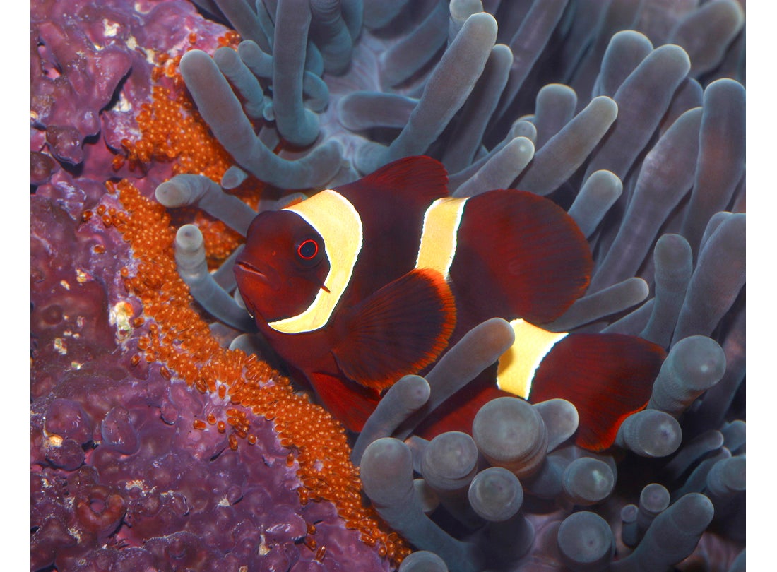Gold-striped maroon clownfish (Premnas biaculeatus), Solomon Islands  2002 
