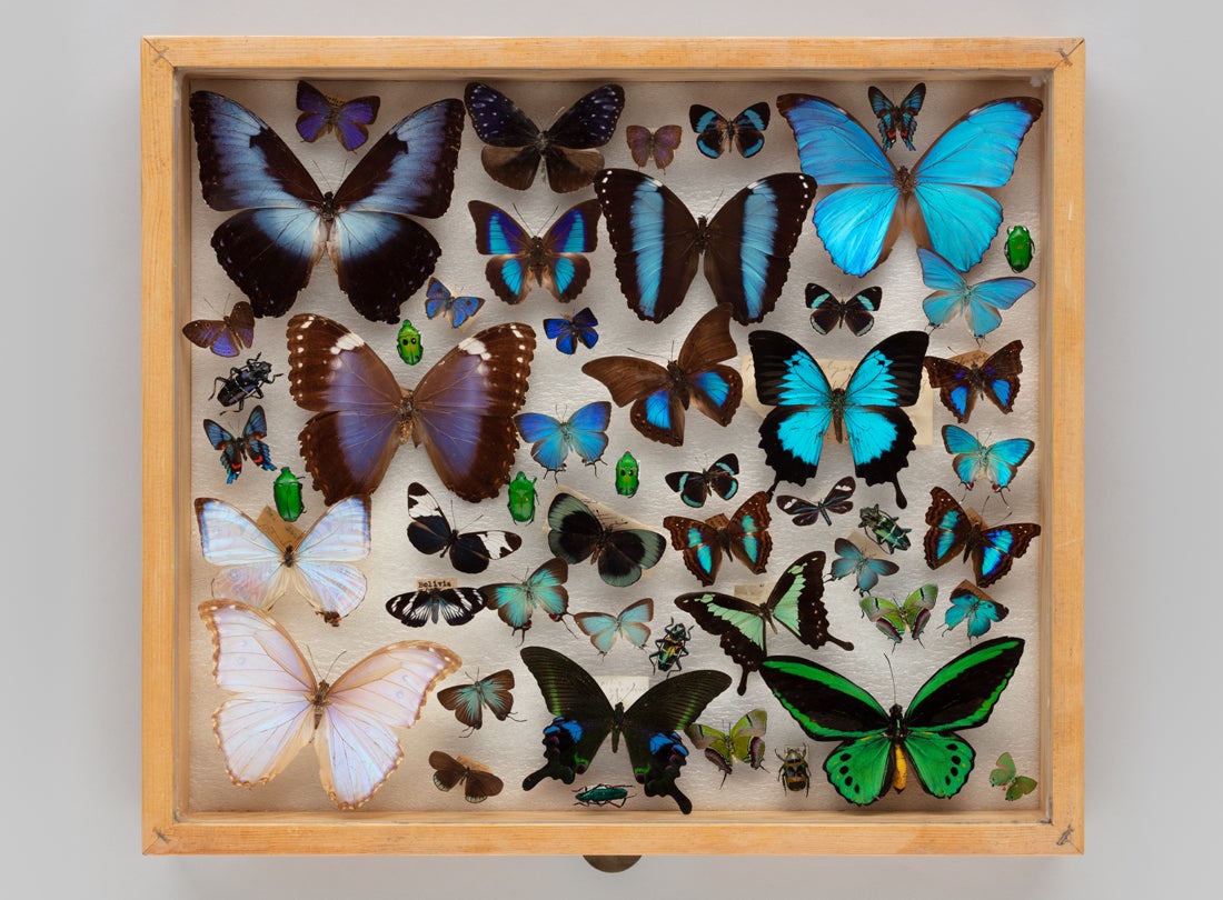 Display drawer of blue and green butterflies (Rhopalocera) and colorful beetles (Coleoptera)