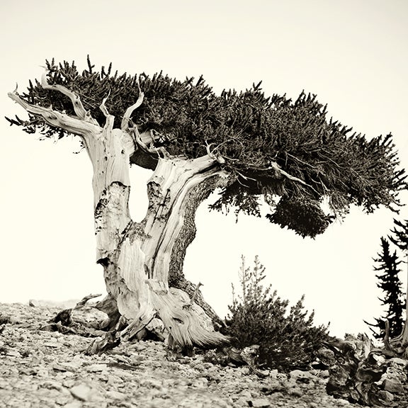 Bristlecone Pine #3, California 2010