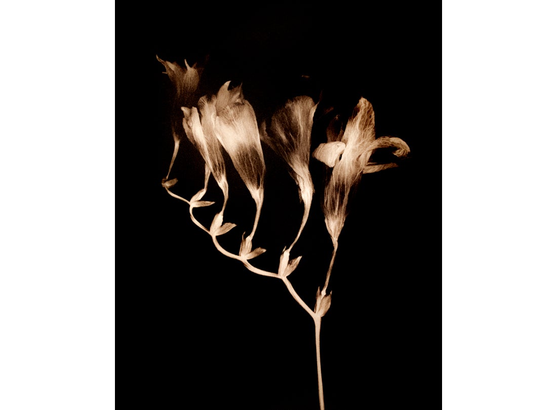 Freesia, San Francisco Bay Area 