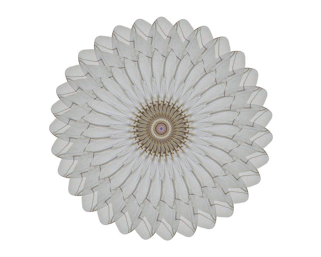 Ranuculus micans  2014