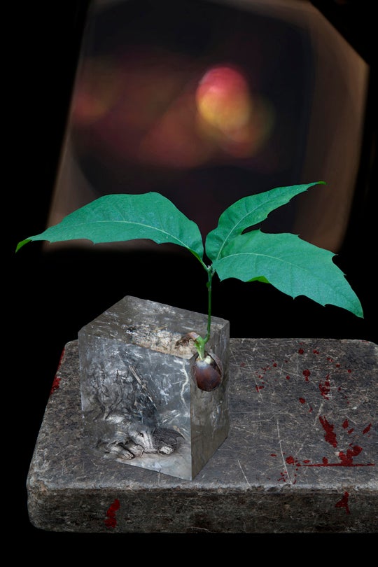 Uncertain Intention  2011 Olivia Parker (b. 1941)