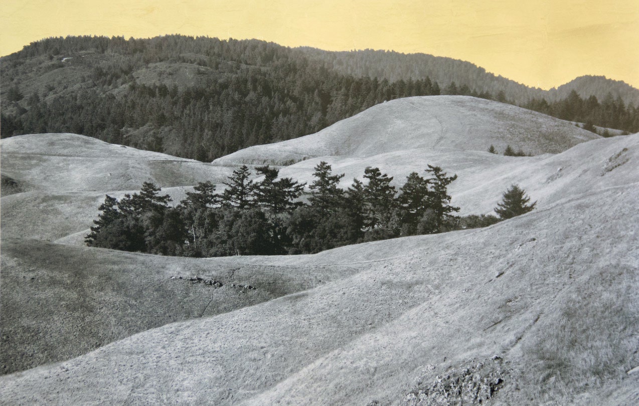 Cluster, Mount Tamalpais, California  2013