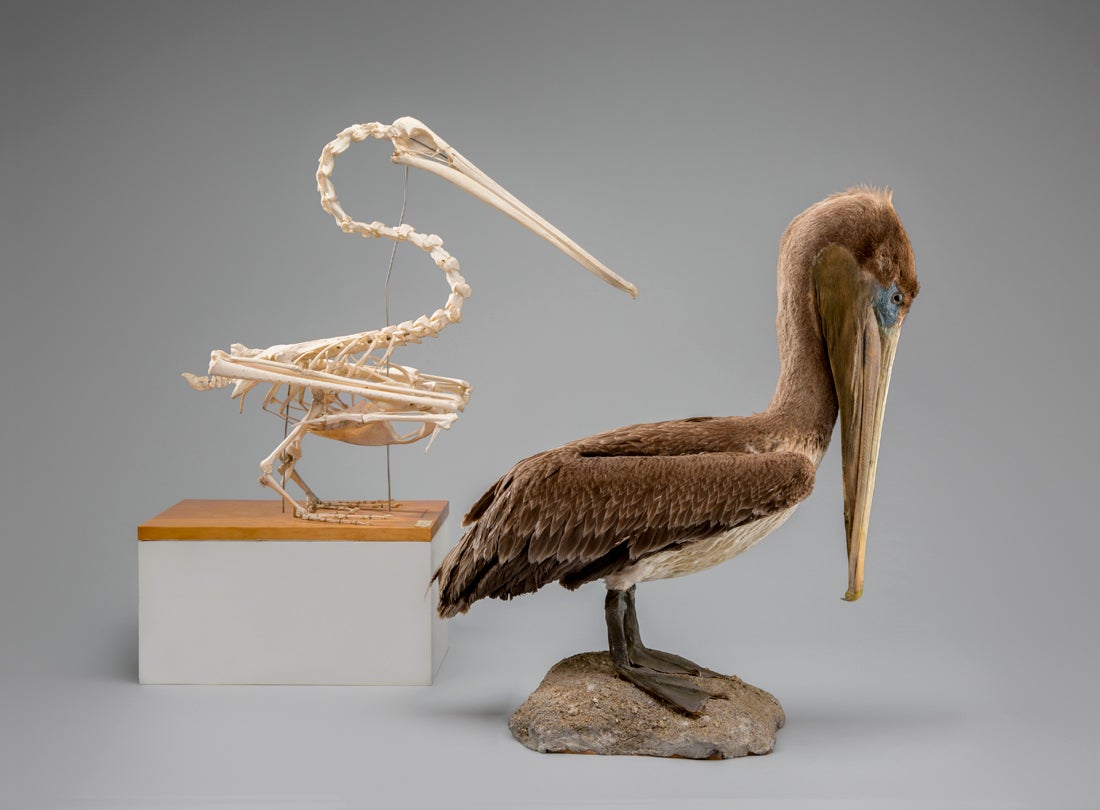 Brown pelican and skeleton (Pelecanus occidentalis)