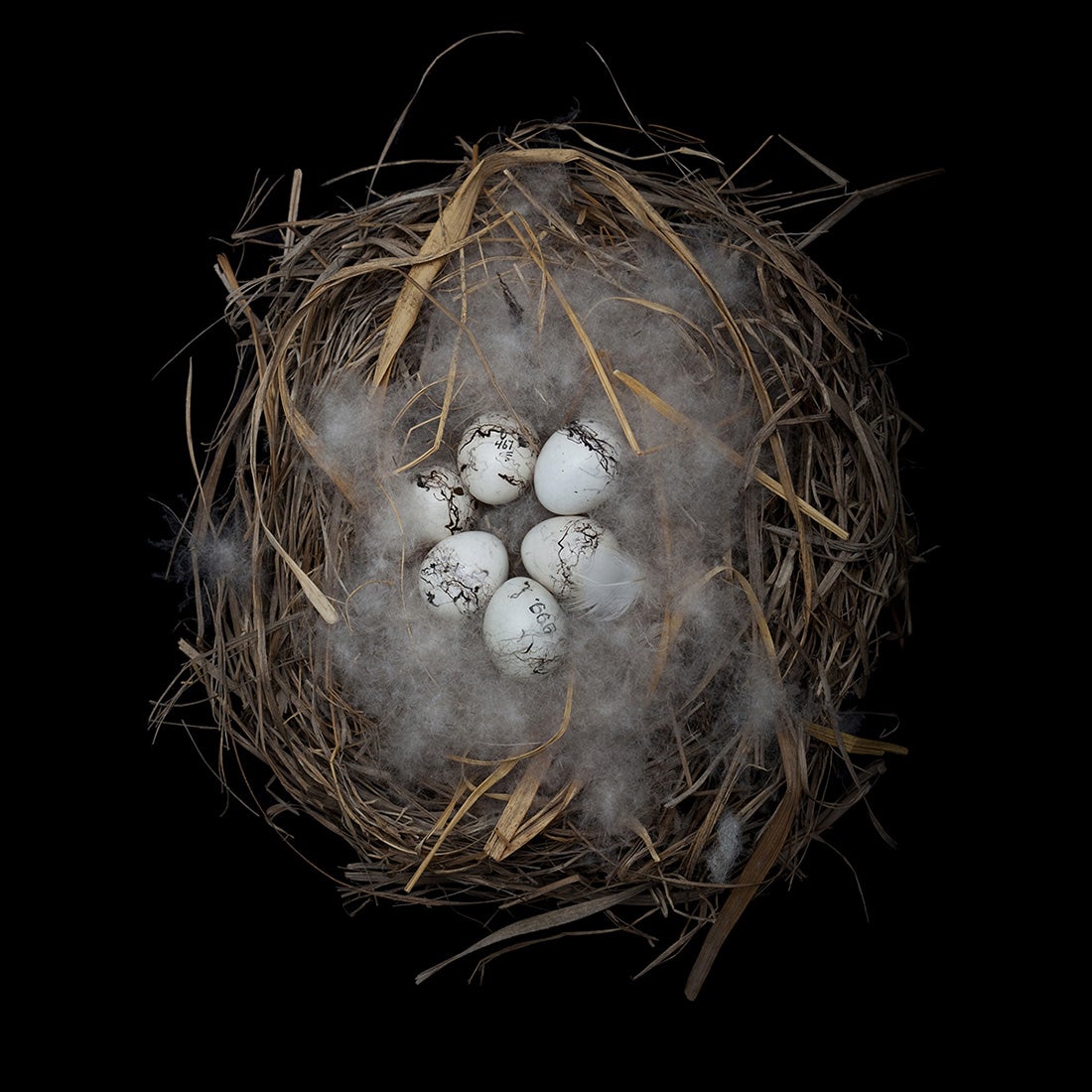 Meadow Bunting, Emberiza cioides 2008