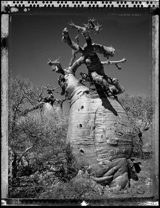Baobab, Tree of Generations #22, Madagascar