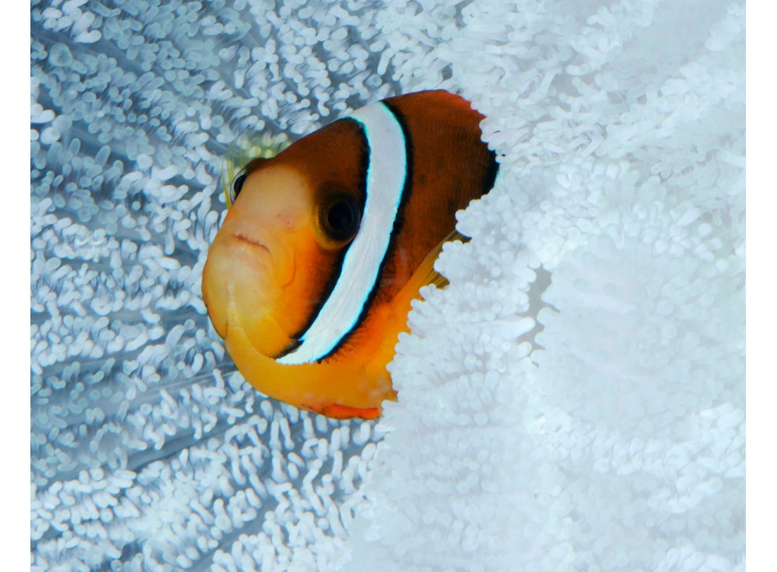 Tomato clownfish (Amphirion frenatus), Indo-Pacific  2004
