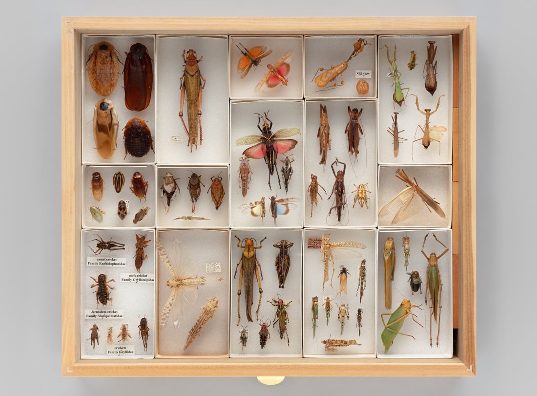 Display drawer of Orthopteroid specimens