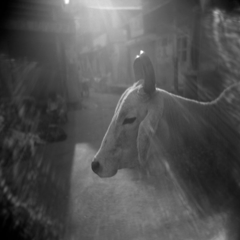 Cow, from Memories of India  2005