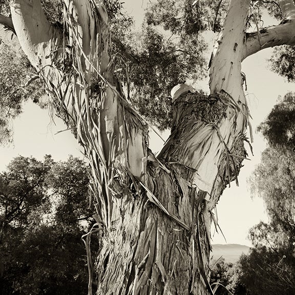 Bark Top (Eucalyptus), California 2007