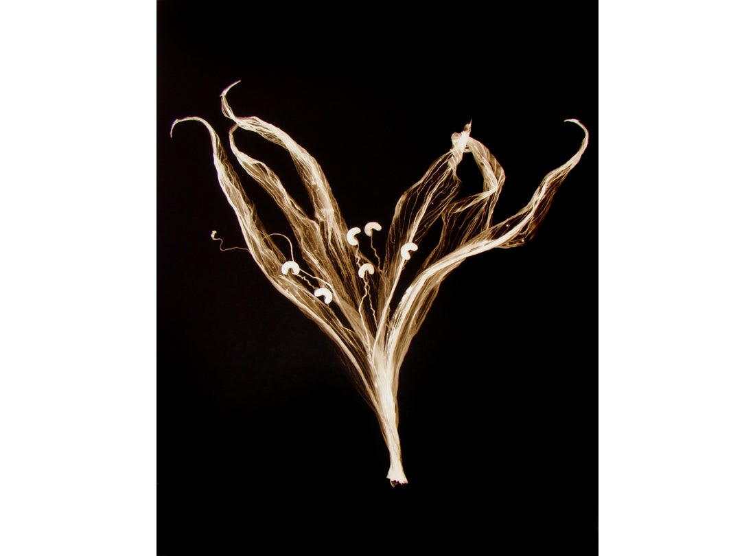 Day Lily, San Francisco Bay Area