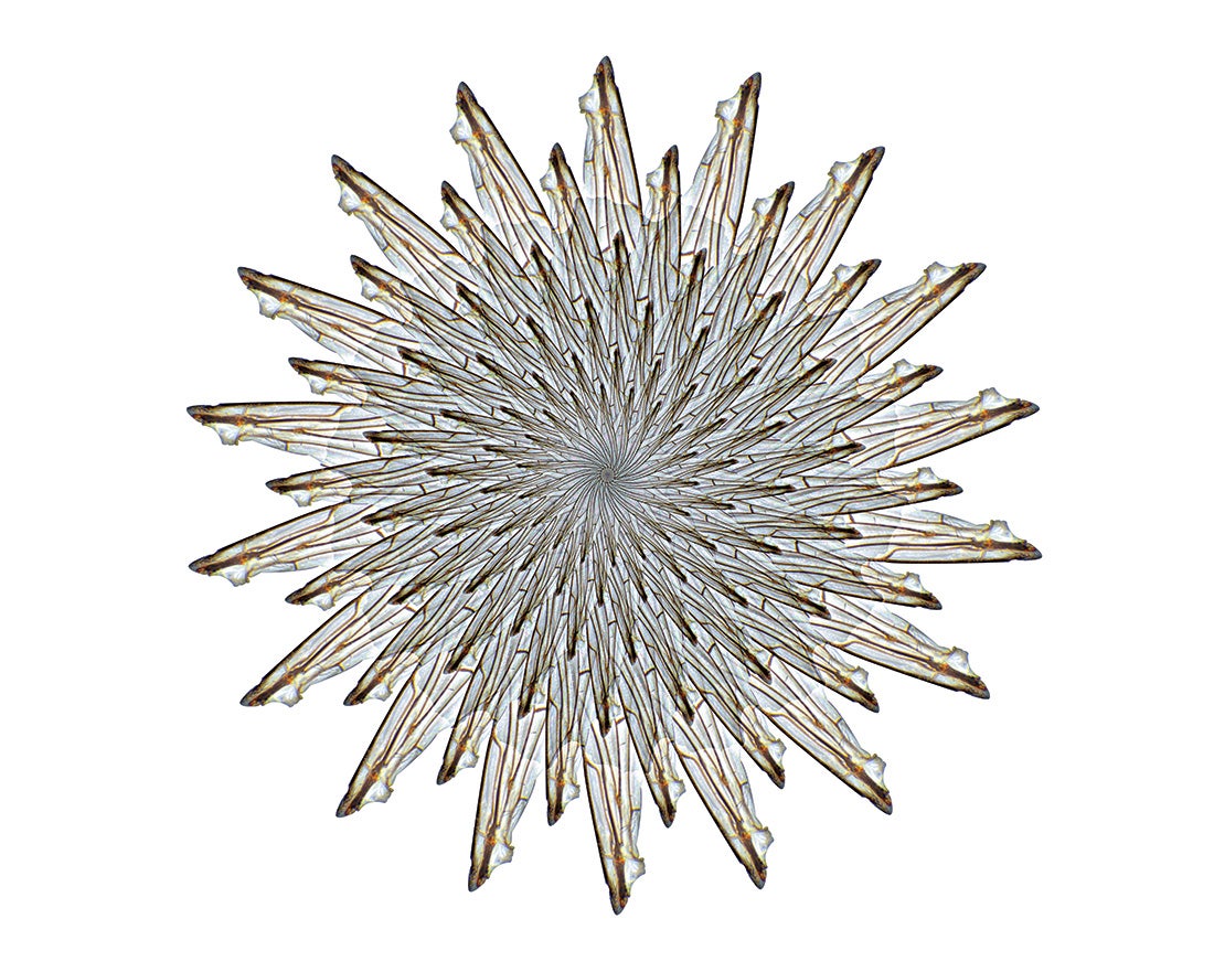 Chrysanthemum ichneumon  2014