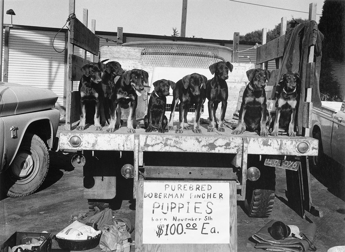 Doberman Puppies  1983