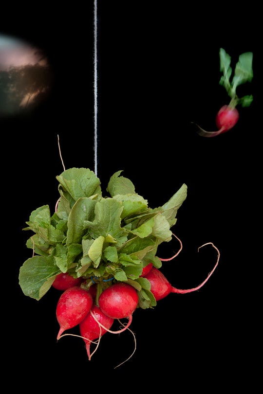 Radishes  2011 Olivia Parker (b. 1941)