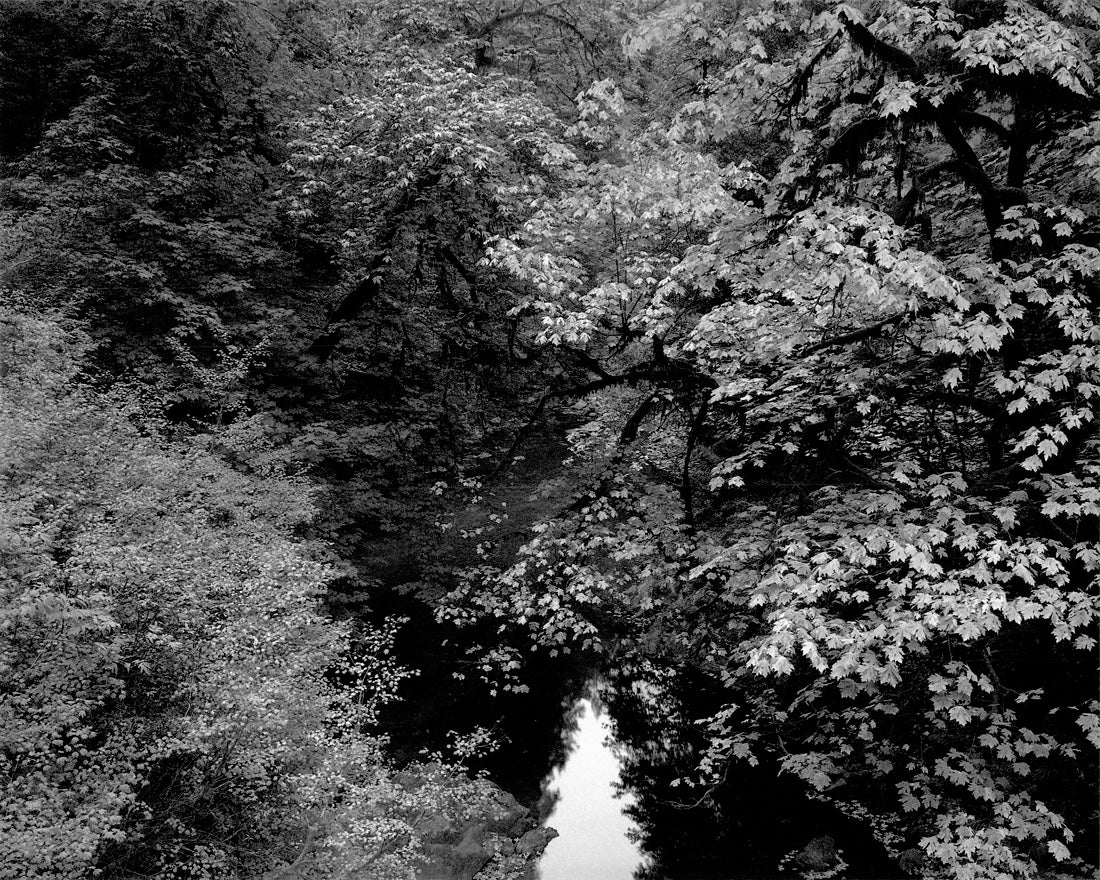 Fall Foliage, Stream, Jedediah Smith Redwoods State Park, California  1987