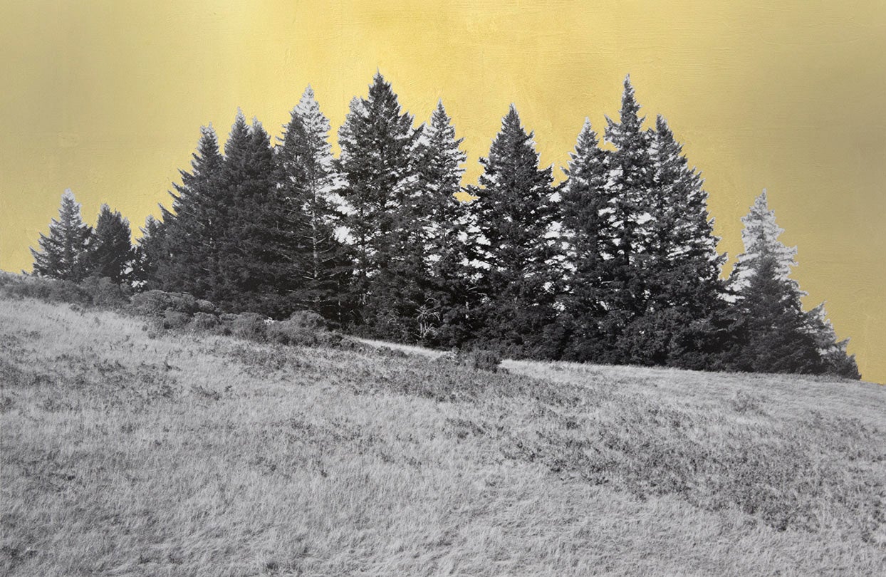 Stand, Northern California  2013