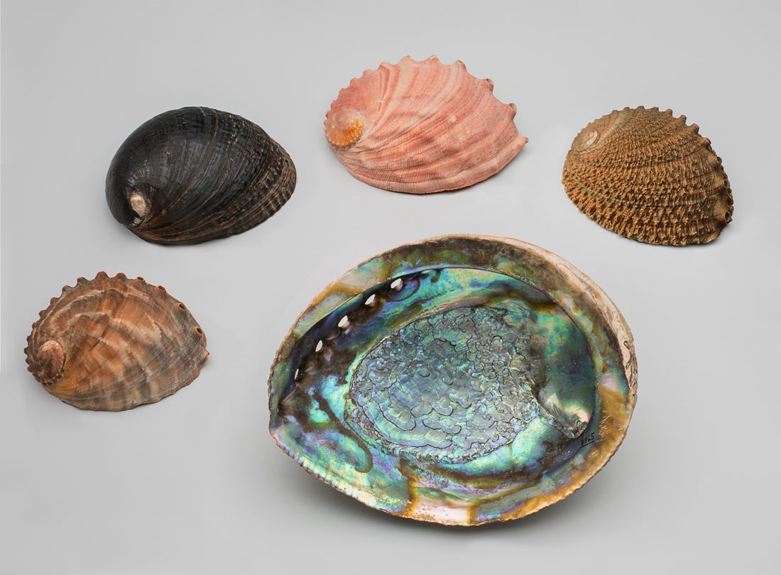 Black, white, pink, green, threaded abalone (Haliotis)