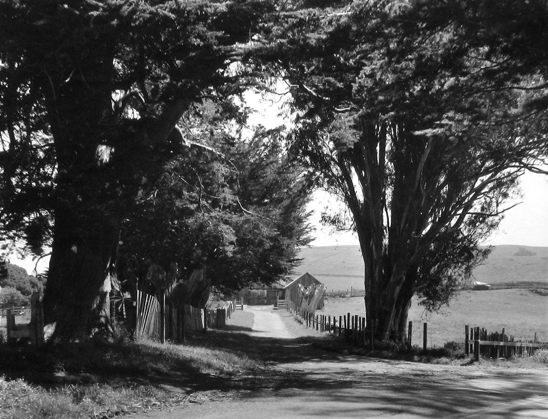 Country Driveway, Petaluma, California  2006 Art Rogers (b. 1948) gelatin-silver print Courtesy of the artist L2014.2101.007