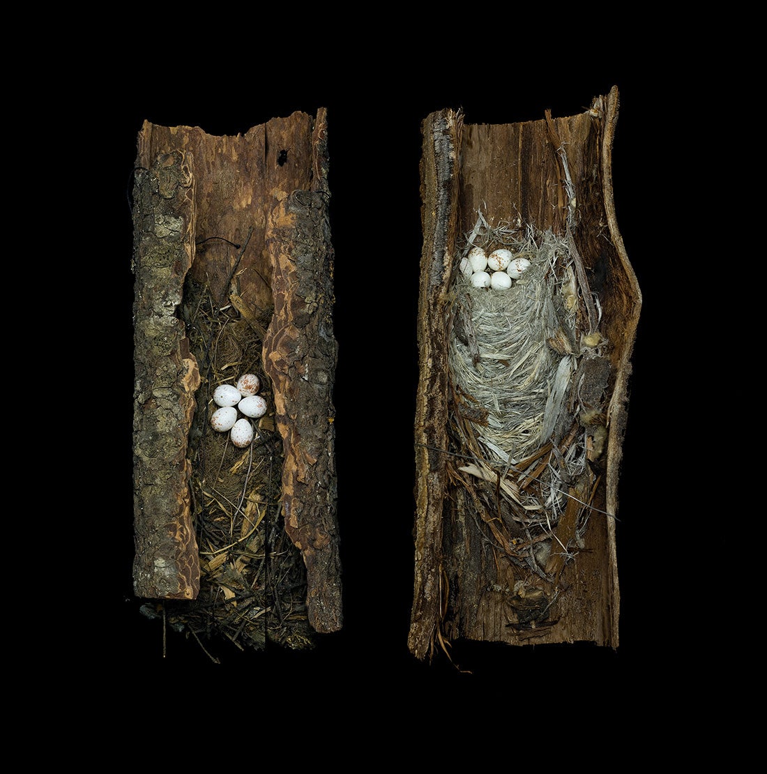 Two Brown Creeper Nests, Certhia americana  2008