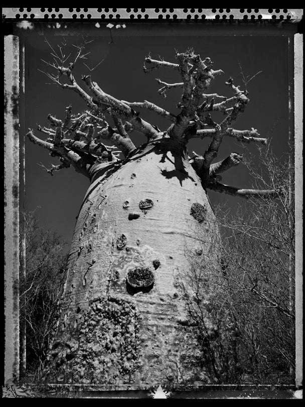 Baobab, Tree of Generations #28, Madagascar  