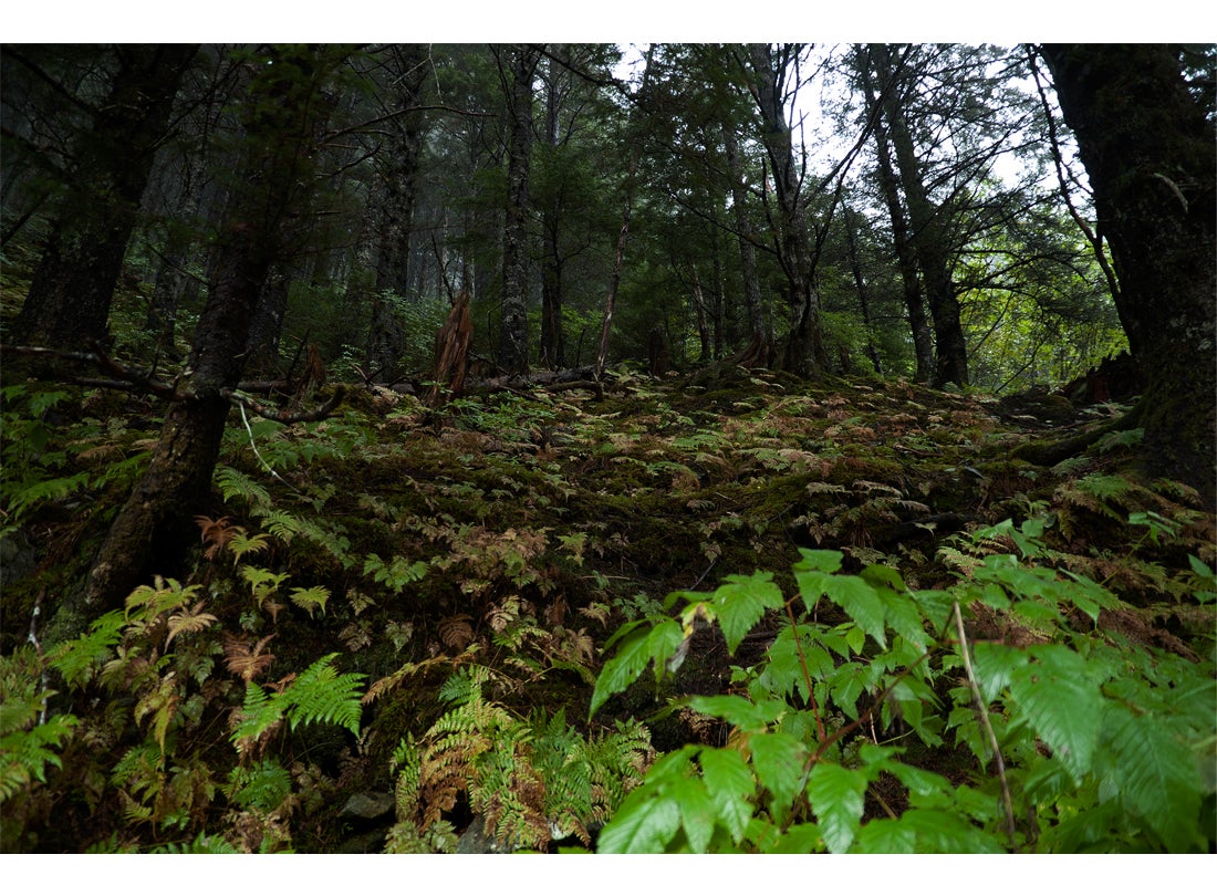 Rain's Gift, Southeast Alaska 2007