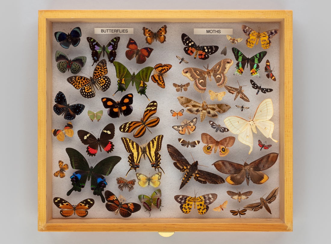 Display drawer of butterfly and moth (Lepidoptera) specimens