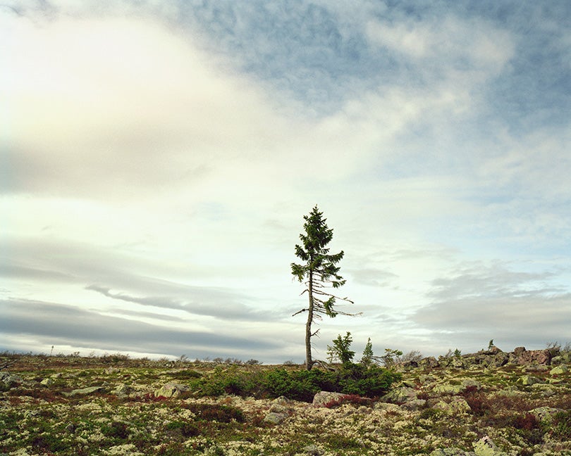 Spruce Gran Picea #0909-11A07 (9,550 years old; Fulufjället, Sweden)  2009