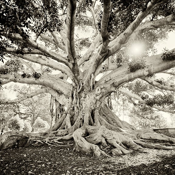Bodhi Tree, California 2007