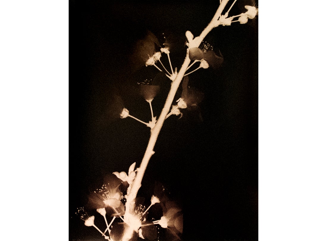 Flowering Purple Leaf Plum, San Francisco Bay Area