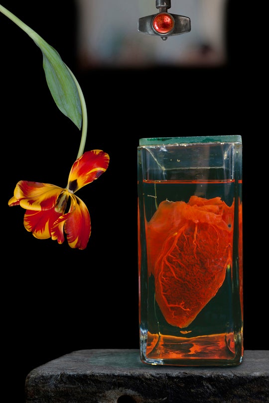 Heart and Flower  2010 Olivia Parker (b. 1941)