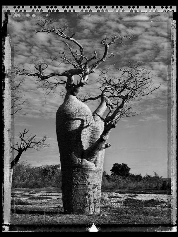 Baobab, Tree of Generations #31, Madagascar  