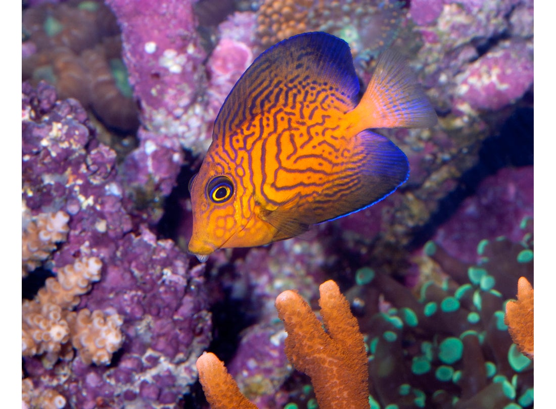 Chevron tang (Ctenochaetus hawaiiensis), Hawai’i  2007