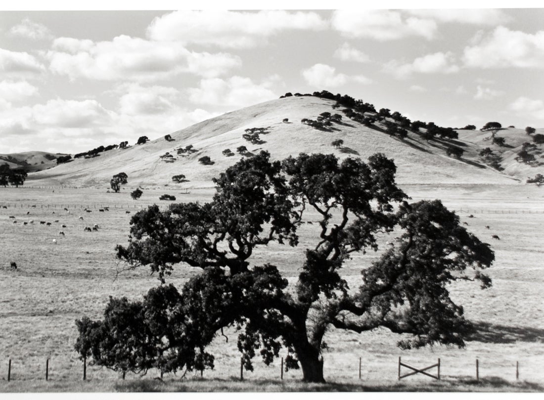 Oak Tree, Marin County, CA  1952