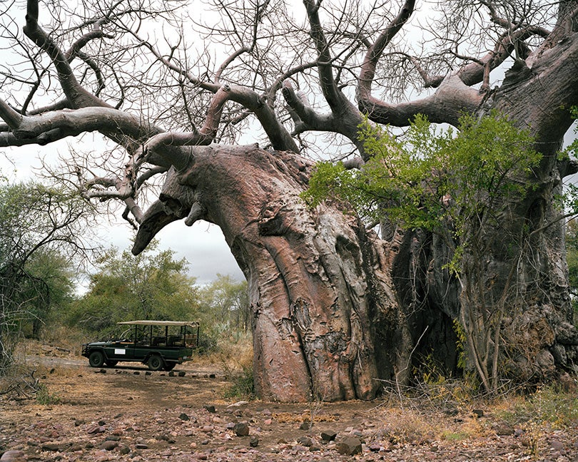 Pafuri Baobab #0707-1335 (Up to 2,000 years old; Kruger Game Preserve, South Africa)  2007