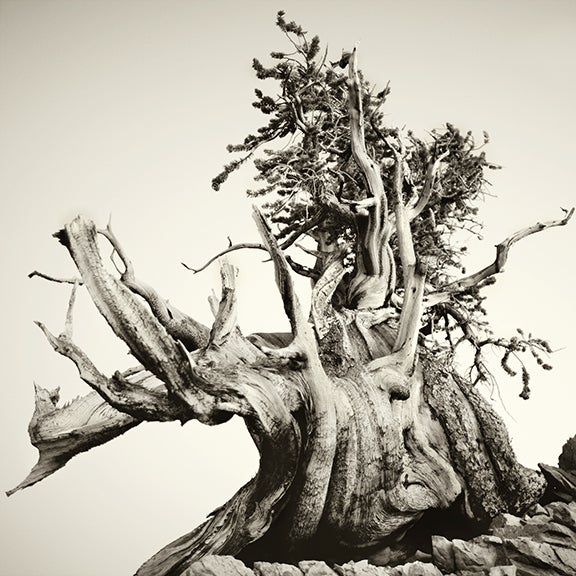 Bristlecone Pine #1, California 2010