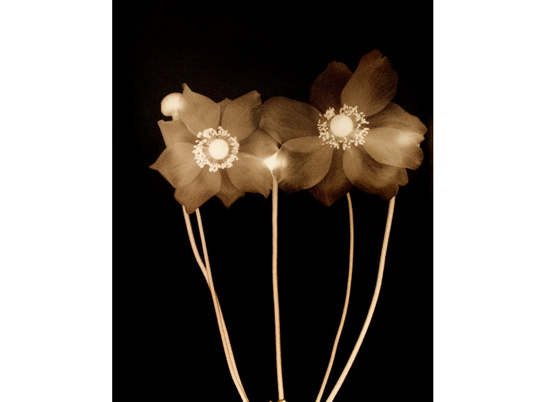 Japanese Anemone, San Francisco Bay Area