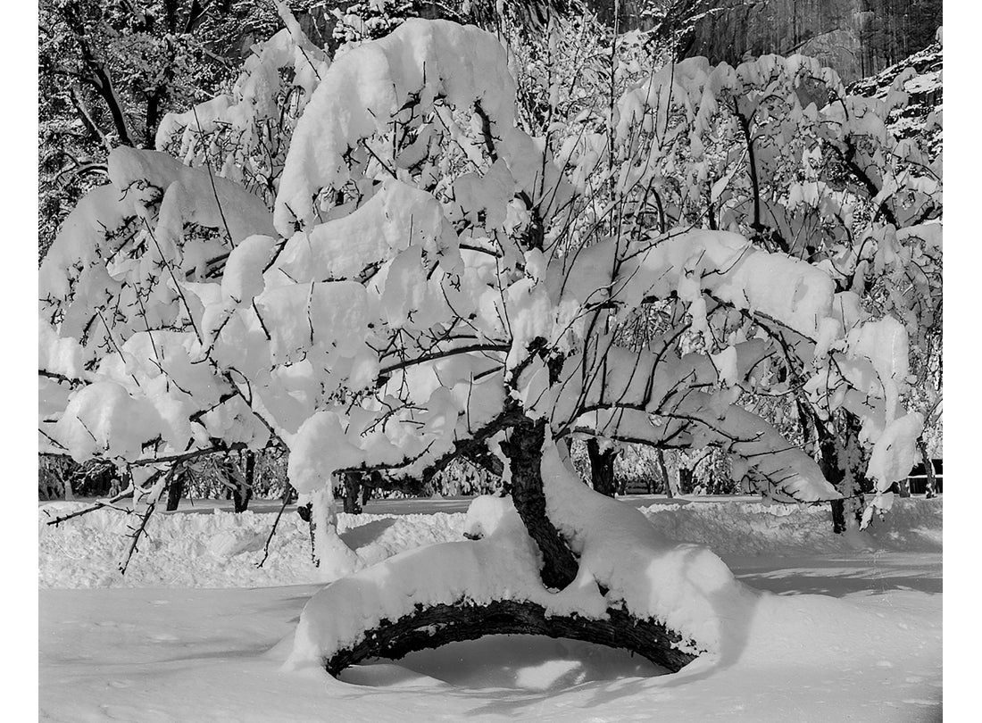Yosemite Tree in Snow, Yosemite National Park, California