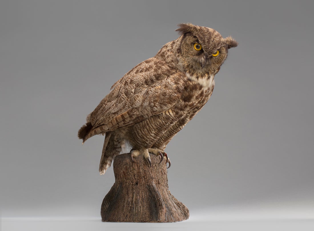 Great horned owl (Bubo virginianus)