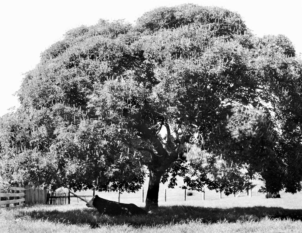 Bull in Shade, Tomales, California  2006