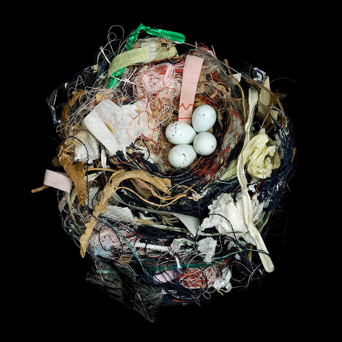 House Finch, Carpodacus mexicanus  2008