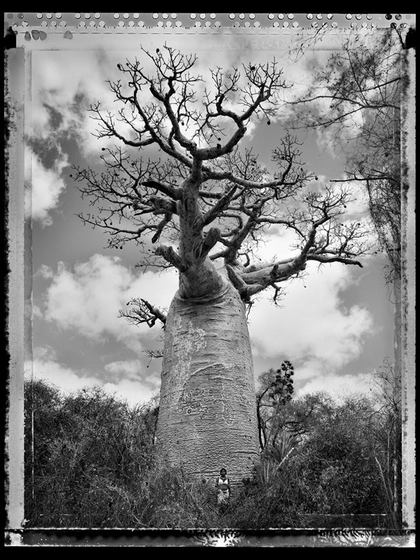 Baobab, Tree of Generations #30, Madagascar  