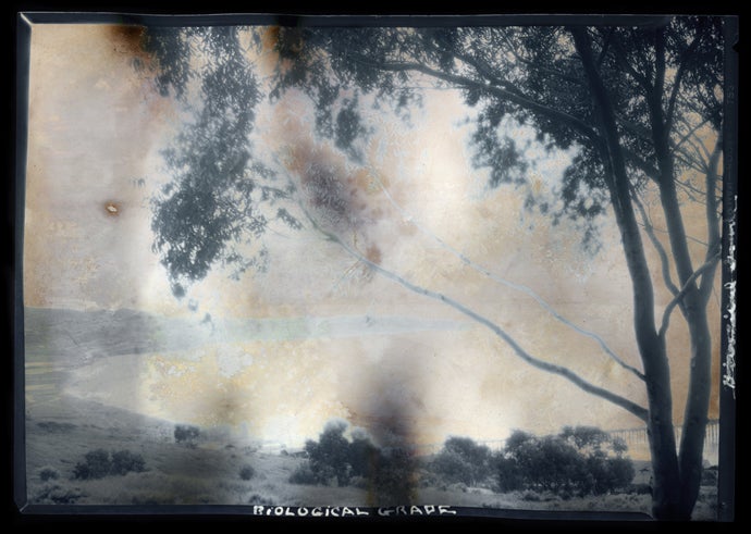 Biological Grade #294, La Jolla, California  2011