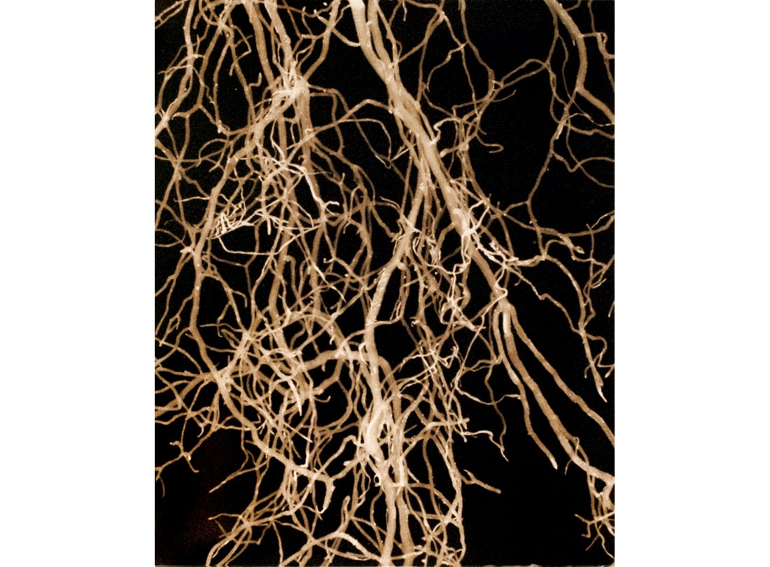 Spider Plant Roots, San Francisco Bay Area