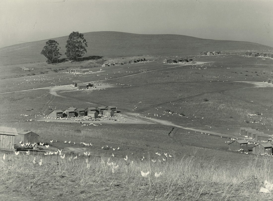 Russell Lee: The Honest Camera