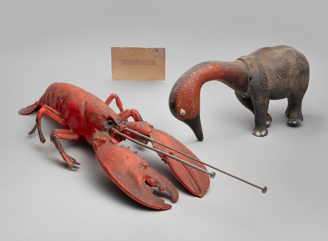 mutant; an animal or plant with inheritable characteristics that differ from those of the parents.  1984 Mickey McGowan (b. 1946) toy elephant, duck decoy, fake lobster, antennae Courtesy of Mickey McGowan, Unknown Museum Archives L2023.0301.075a-c 
