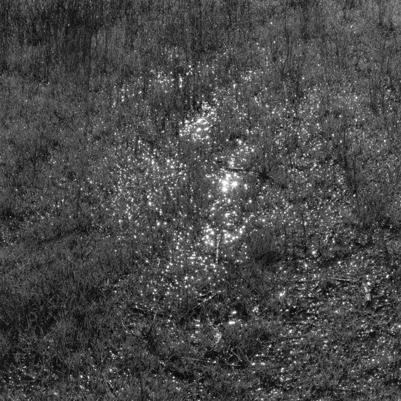 Spreading Oak, Jasper Ridge Biological Preserve, Portola Valley, California  2010