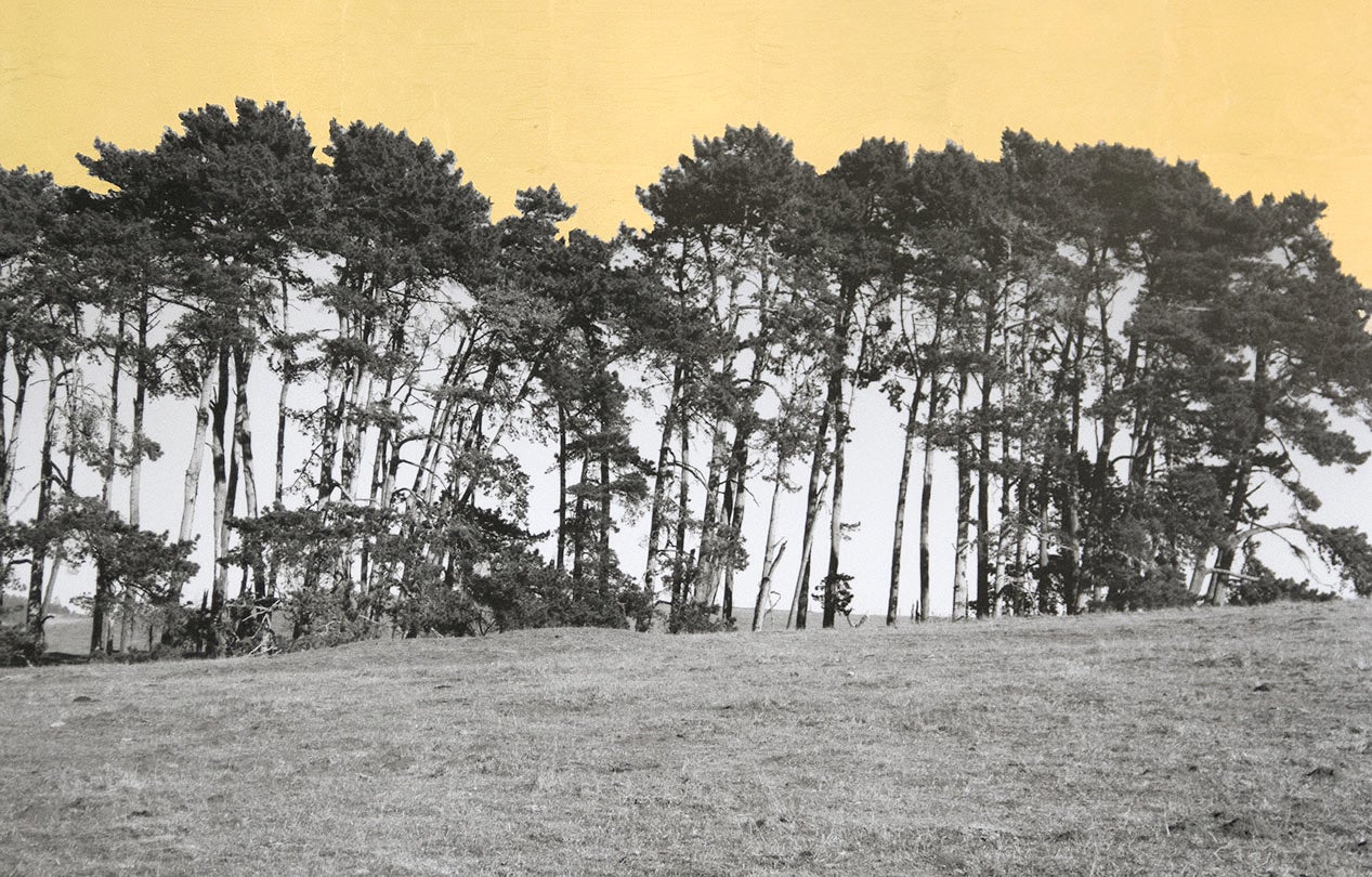 Pines, West Marin County, California  2013